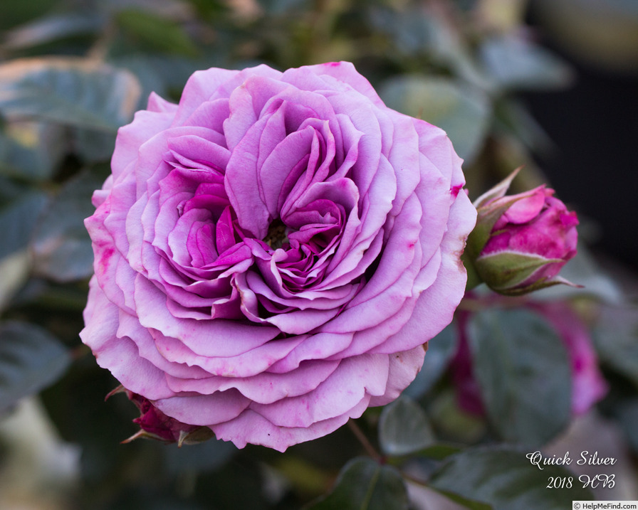 'Quick Silver (climber, Kordes 2004)' rose photo