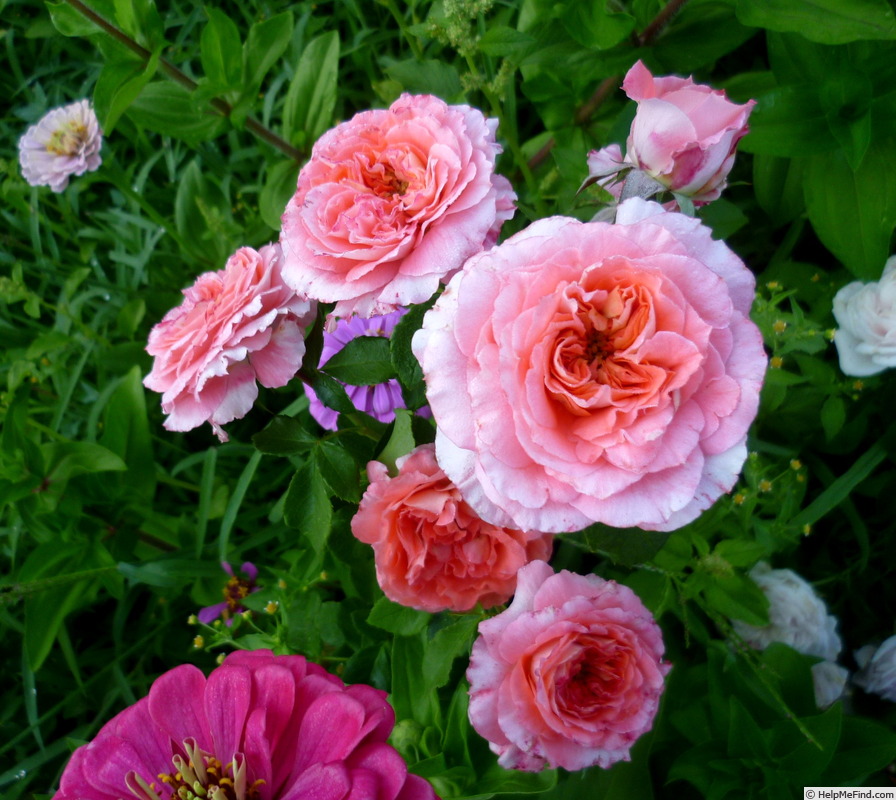 'Gebrüder Grimm ®' rose, click to enlarge 'Gebrüder Grimm ®' rose photo