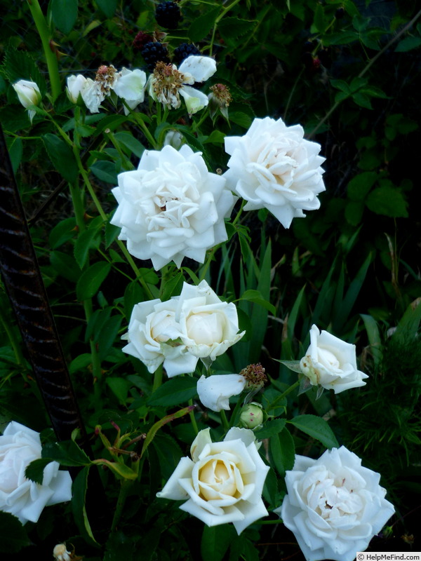 'Ilse Krohn Superior' rose photo