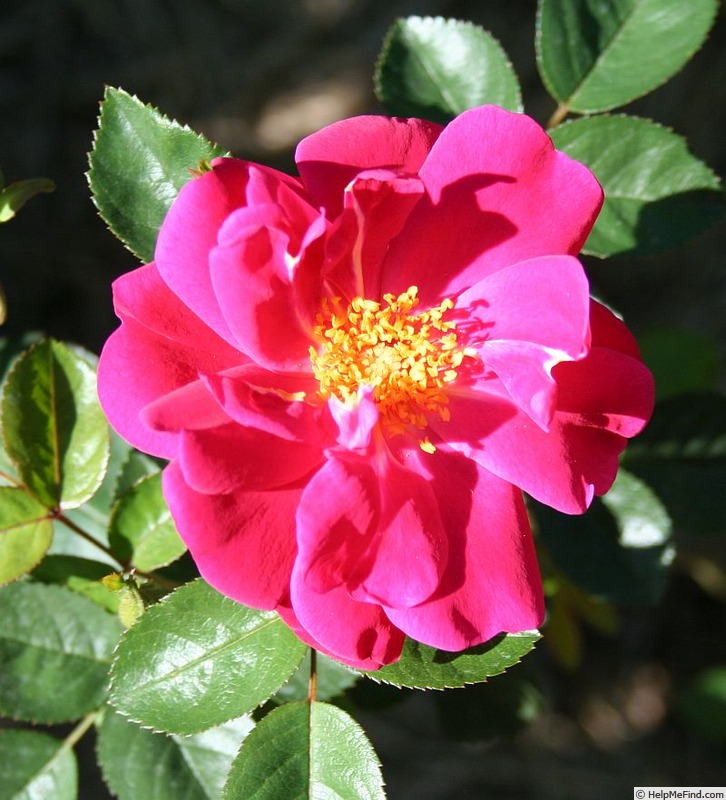 'Virginian Bam Bam' rose photo