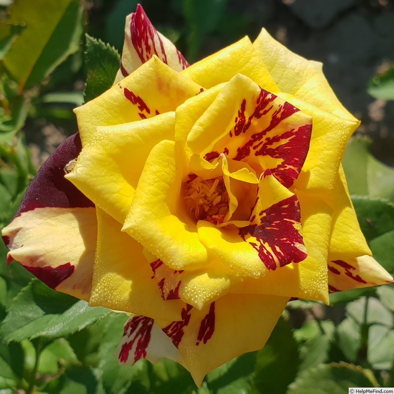'Simsalabim (florists rose, Kordes, 2002)' rose photo
