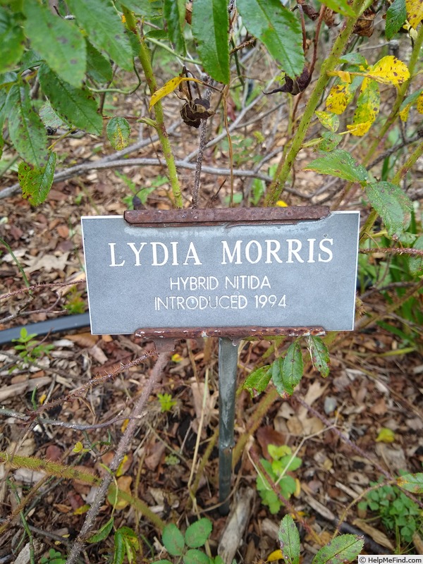 'Lydia Morris' rose photo