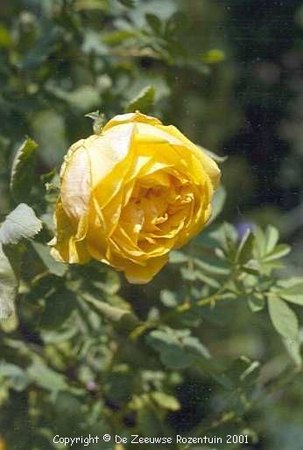 '<i>Rosa</i> x <i>hemisphaerica</i>' rose photo