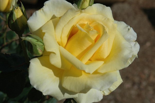 'Golden Age (hybrid tea, Sheldon, 2001)' rose photo