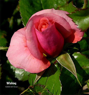 'Wishing' rose photo