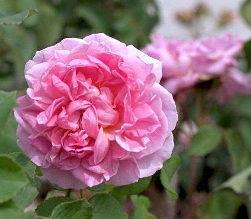 'Trevor Griffiths' rose photo