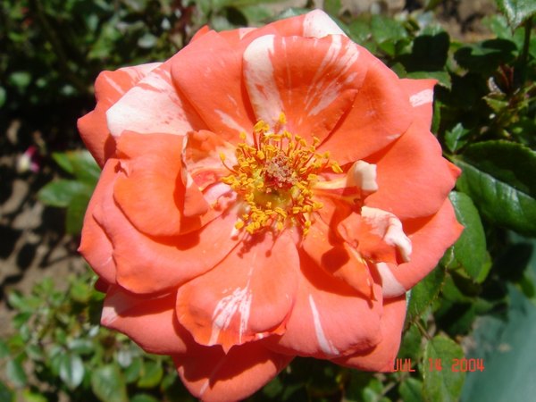 'Canoodling' rose photo