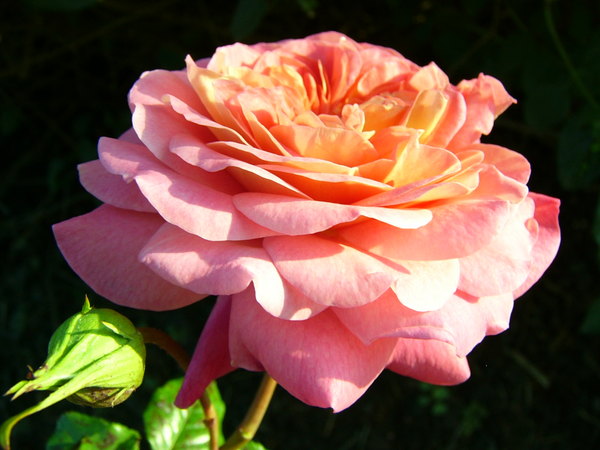'Christopher Marlowe' rose photo