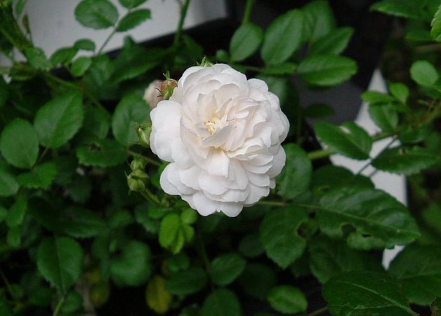 'Miniature (polyantha, Alégatière, 1884)' rose photo