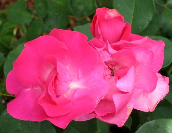 'Cyclamen' rose photo