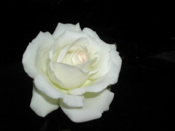 'Princess of Wales (floribunda, Harkness 1997)' rose photo