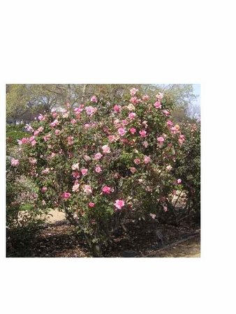 'Lorraine Lee' rose photo