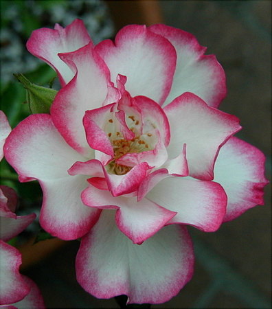 'Hula Hoop (floribunda, Moore, 1990)' rose photo