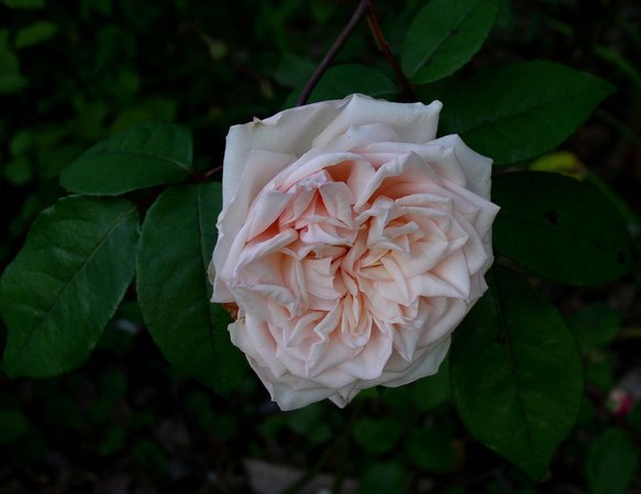 'Baronne Henriette de Snoy' rose, click to enlarge 'Baronne Henriette de Snoy' rose photo