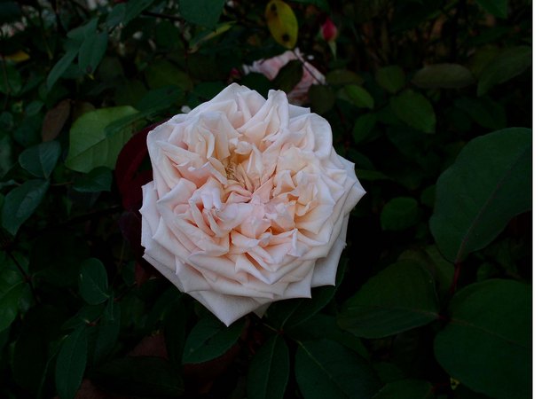 'Baronne Henriette de Snoy' rose, click to enlarge 'Baronne Henriette de Snoy' rose photo