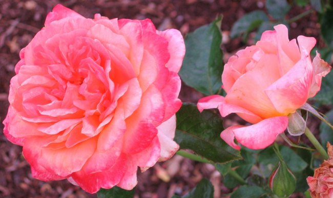 'Star of the Nile ™' rose photo