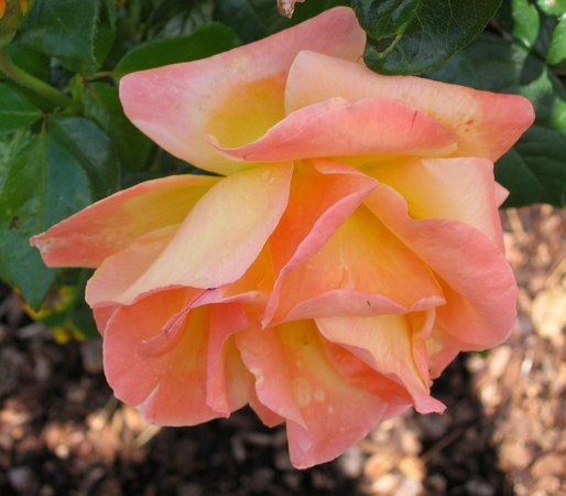 'Fulton MacKay' rose photo