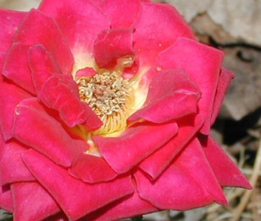 'Red Beauty (miniature, Williams, 1981)' rose photo