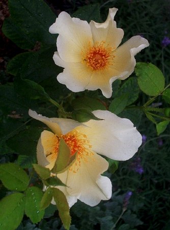 'Golden Wings (Shrub, Shepherd 1954)' rose photo