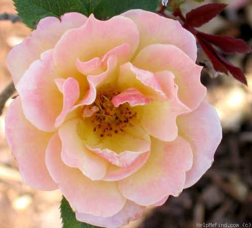 'Iced Tea' rose photo