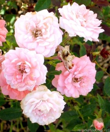 'Lady Eve' rose photo