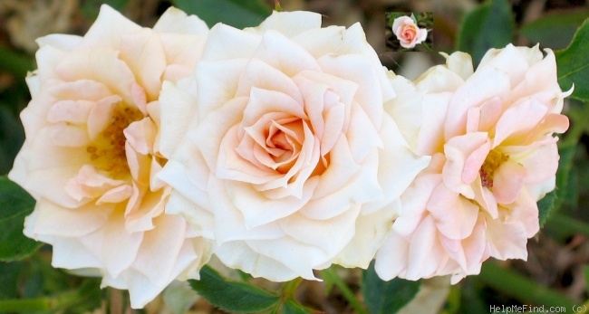 'Barbara Mandrell ™' rose photo