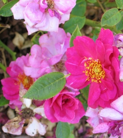 'Blue Peter' rose photo