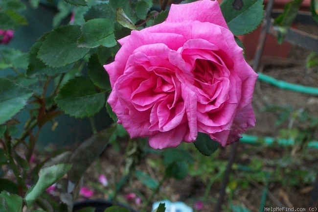 'Anna Alexieff' rose photo