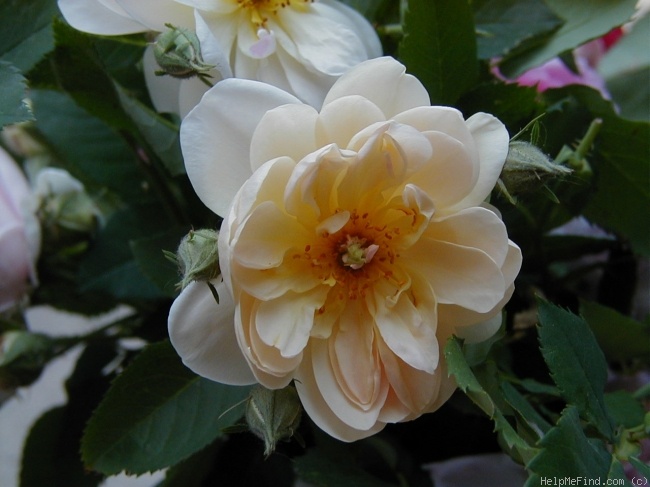 'Denny Arter' rose photo