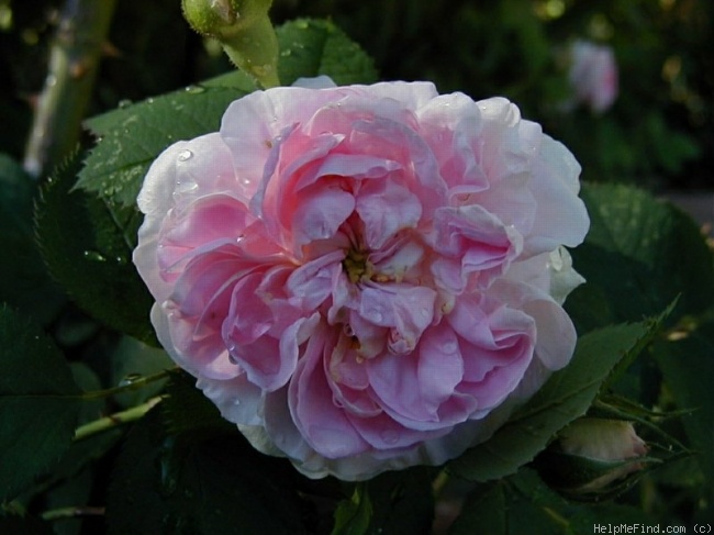 'Brenda Mowery' rose photo