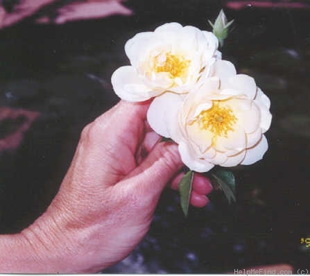 'Denny Arter' rose photo