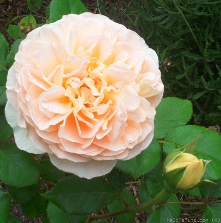 'Jean Galbraith' rose photo