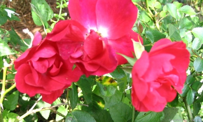 'Ruby Meidiland ®' rose photo
