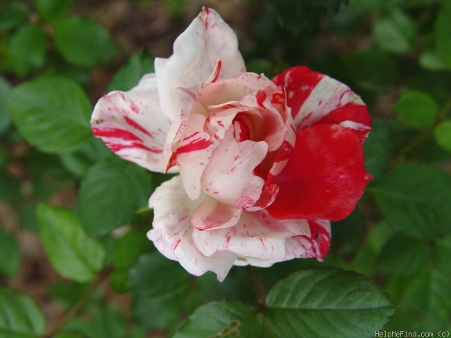 'Tickles' rose photo