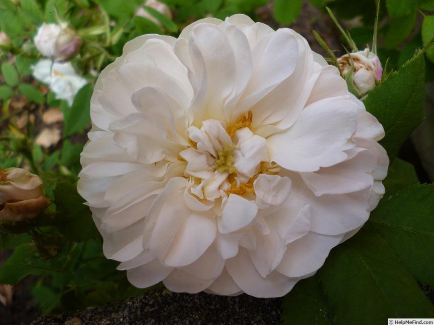 'Quatre saisons blanche' rose photo