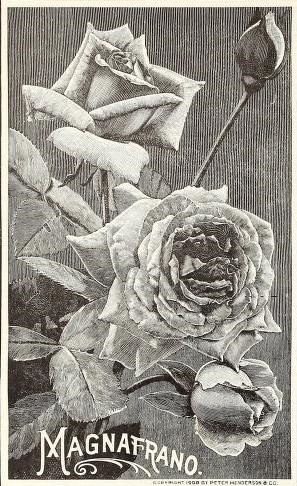 'Magnafrano' rose photo