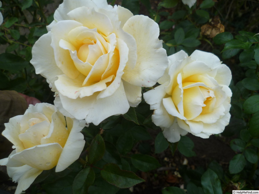 'Ambassador ® (hybrid tea, Meilland, 2014)' rose photo