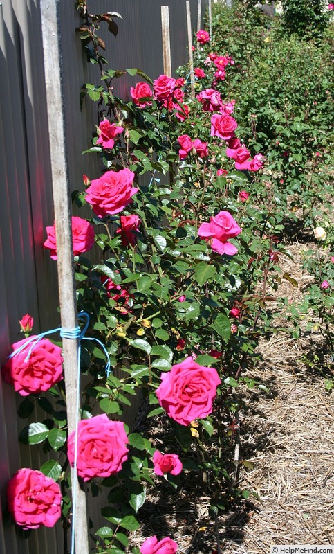 'Flashing Red' rose photo