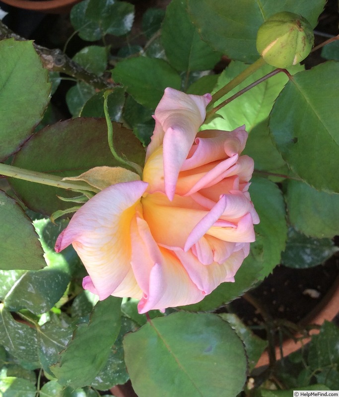 'Polly' rose photo