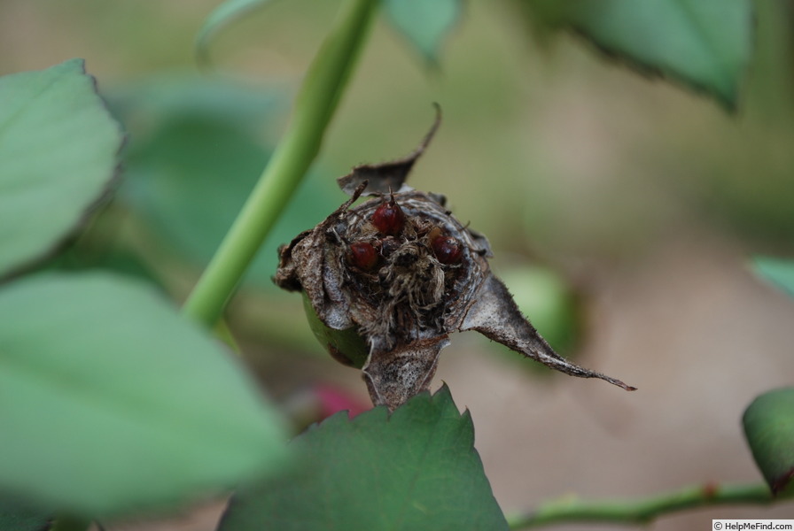 'Madame Isaac Pereire (Bourbon, Garcon, 1876)' rose photo