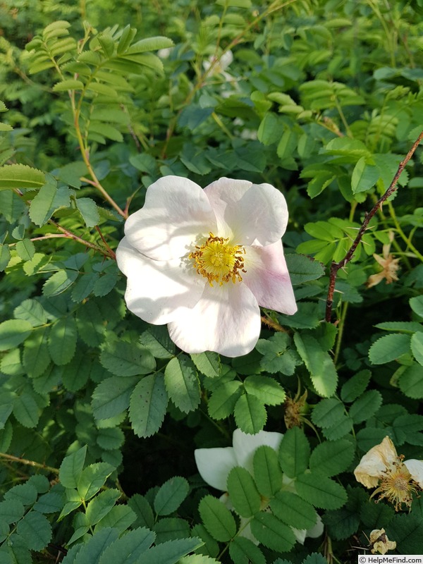 'Katrin Viðar' rose photo