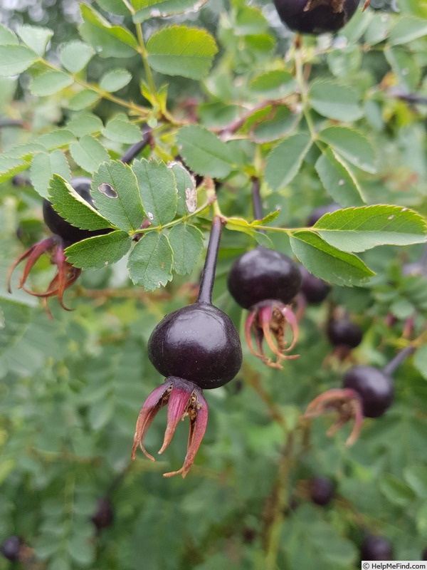 'Katrin Viðar' rose photo