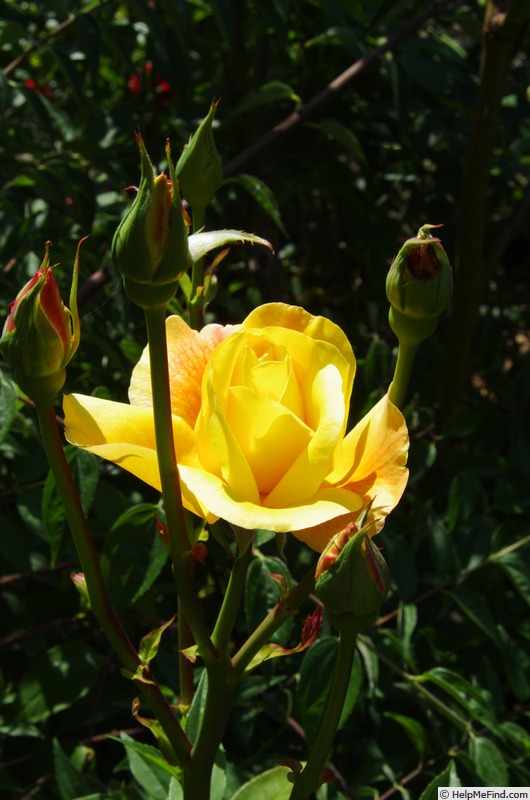 'Fred Howard' rose photo