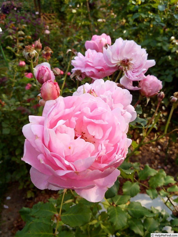 'Maid Marion (shrub, Austin 2010)' rose photo
