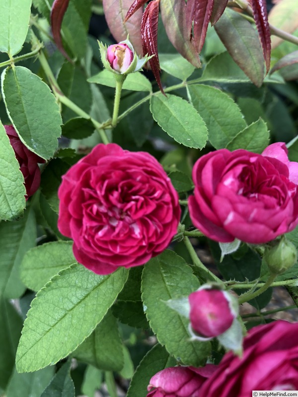'Rosaleen' rose photo