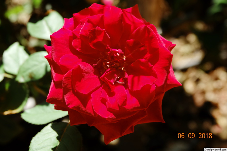 'Velvet Fragrance (Hybrid Tea, Fryer before 1985)' rose photo