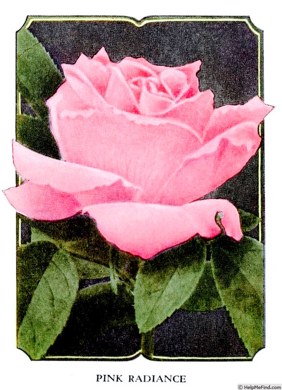 'Pink Radiance (hybrid tea, Cook, 1908)' rose photo