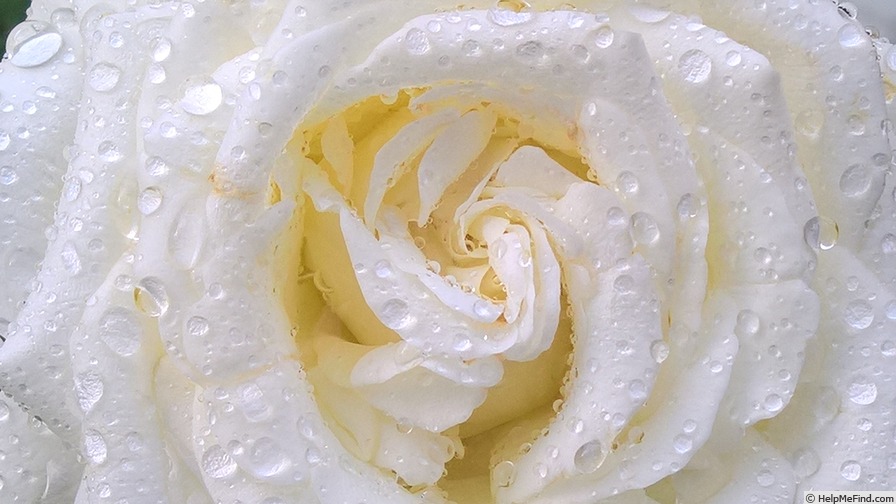 'Pope John Paul II ™ (Hybrid Tea, Zary, 2006)' rose photo