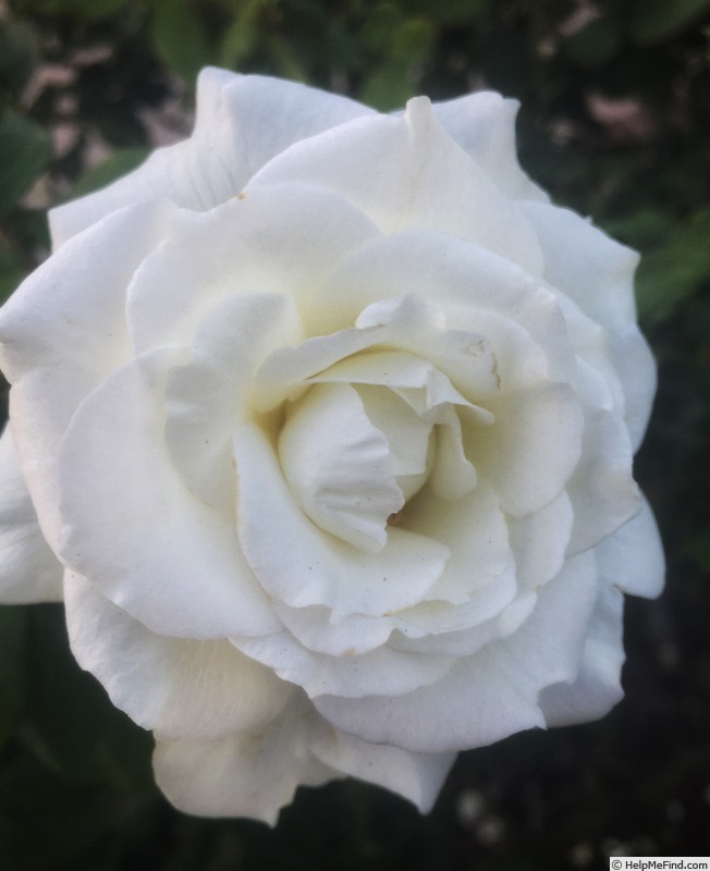 'September Mourn ™' rose photo