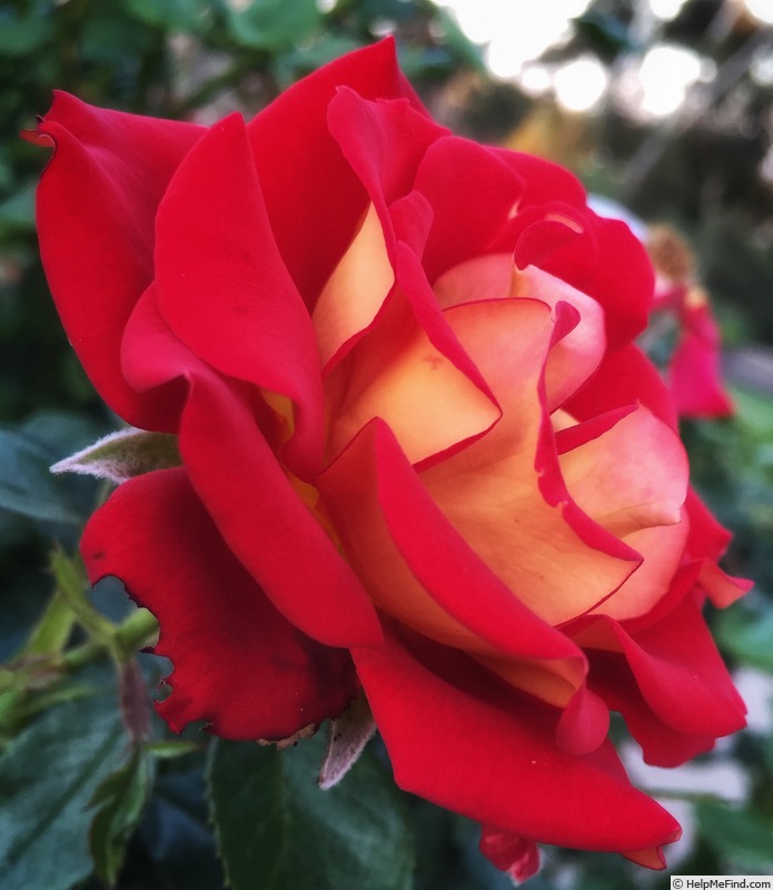 'Ketchup & Mustard ®' rose photo